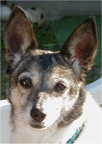 Rikki