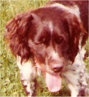 Schnuffi
